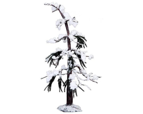 Scotch Pine Tree Extra Large