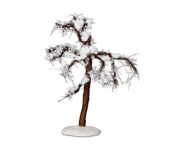 Winter Cypress Tree Medium