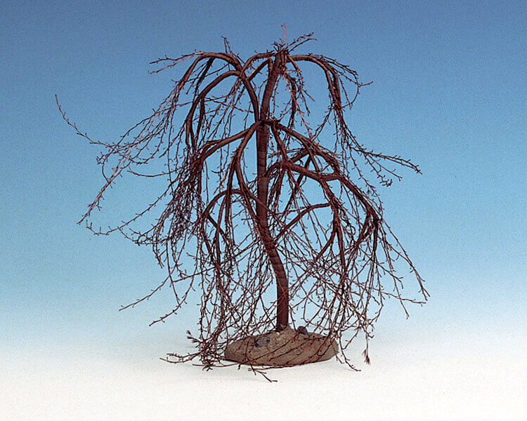 Winter Willow Medium