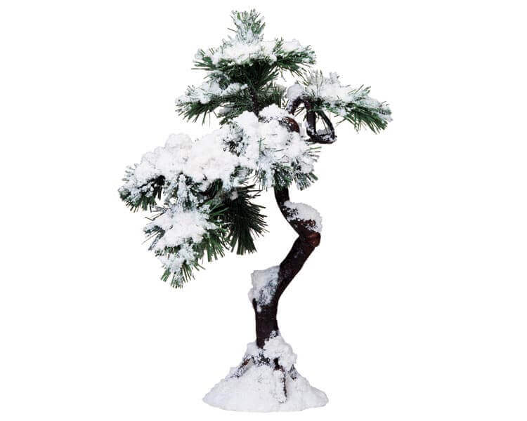 Aspen Pine Tree - C Large