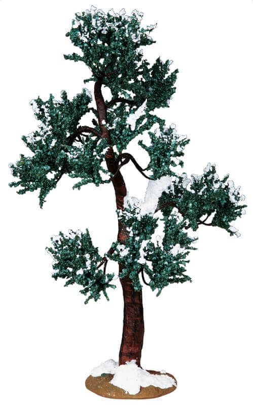 Winter Mulberry Tree Extra Large